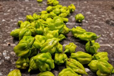 In Honig glasierte Möhren mit Linsen-Dinkel-Gemüse